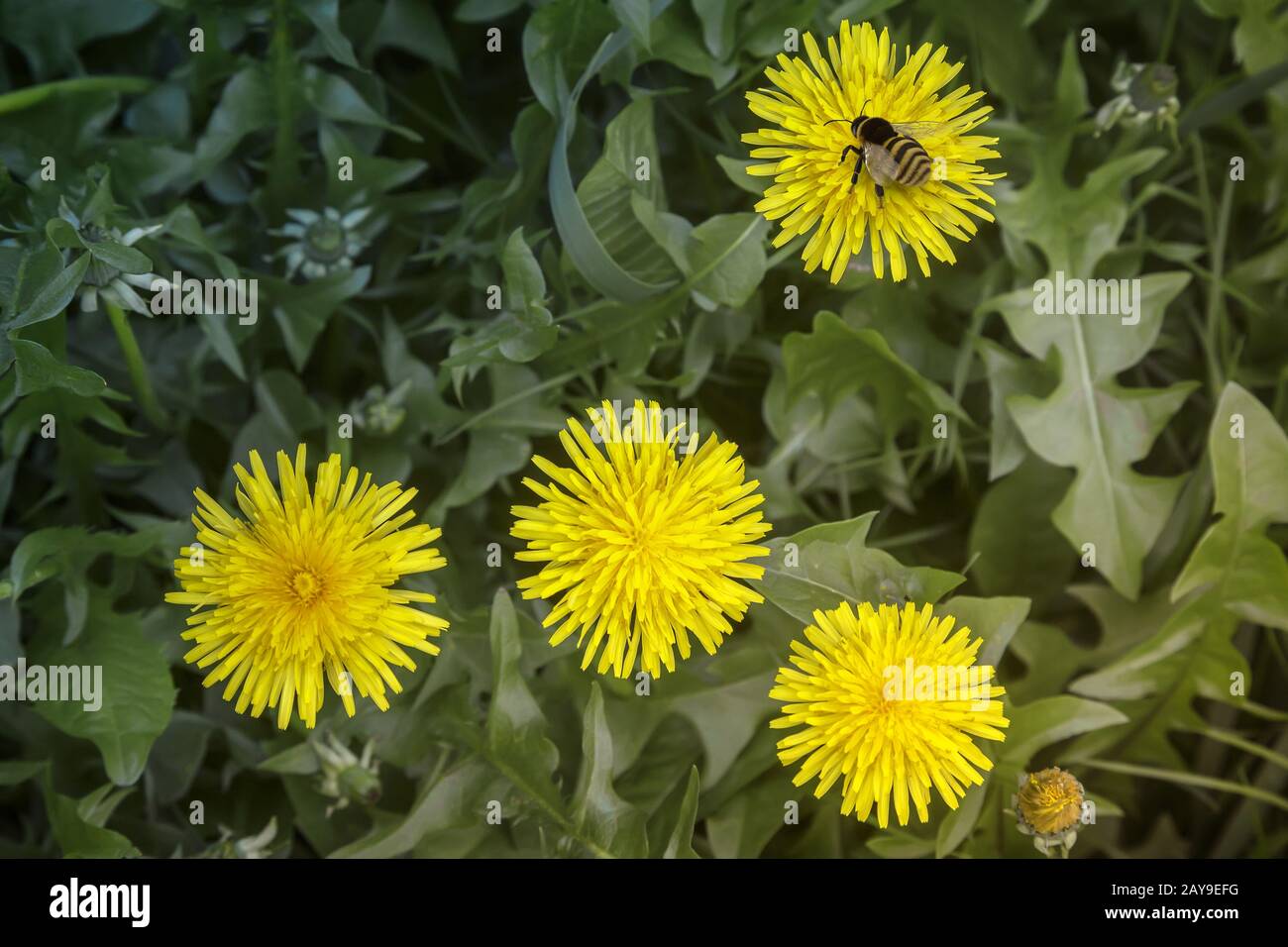 Sitzende Biene auf einem der blühenden Löwenzahn. Stockfoto