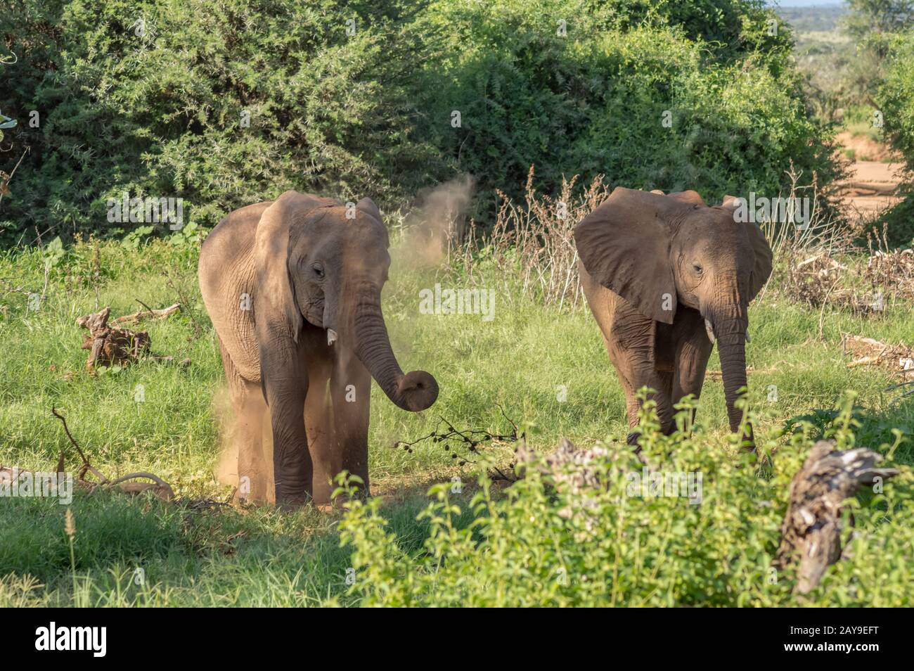 Zwei Elefanten im Samburu Park Stockfoto