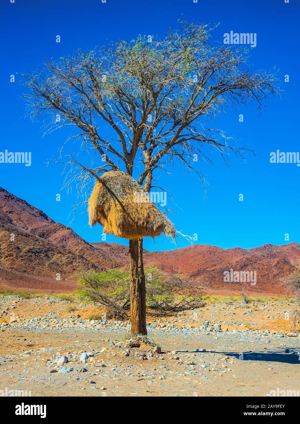 Der tropische Vogel - Finch Stockfoto