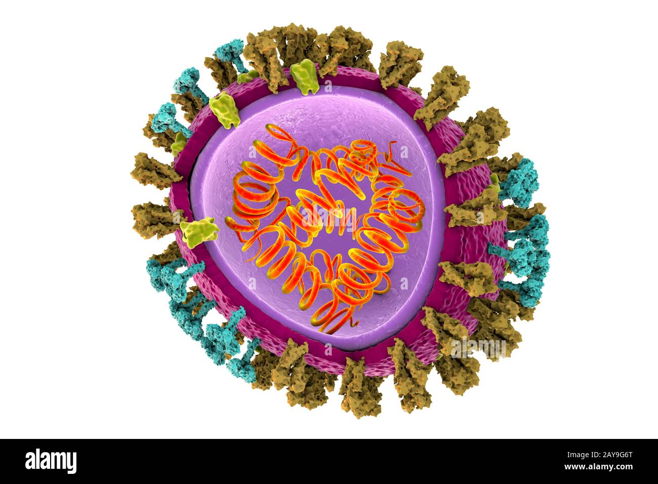 Grippe Viren, Abbildung Stockfoto