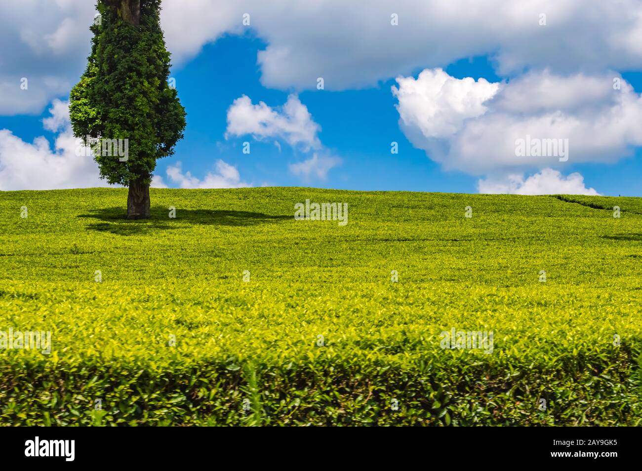 Feld von Teeblättern bis zum Auge in der Nähe von Thika Stockfoto