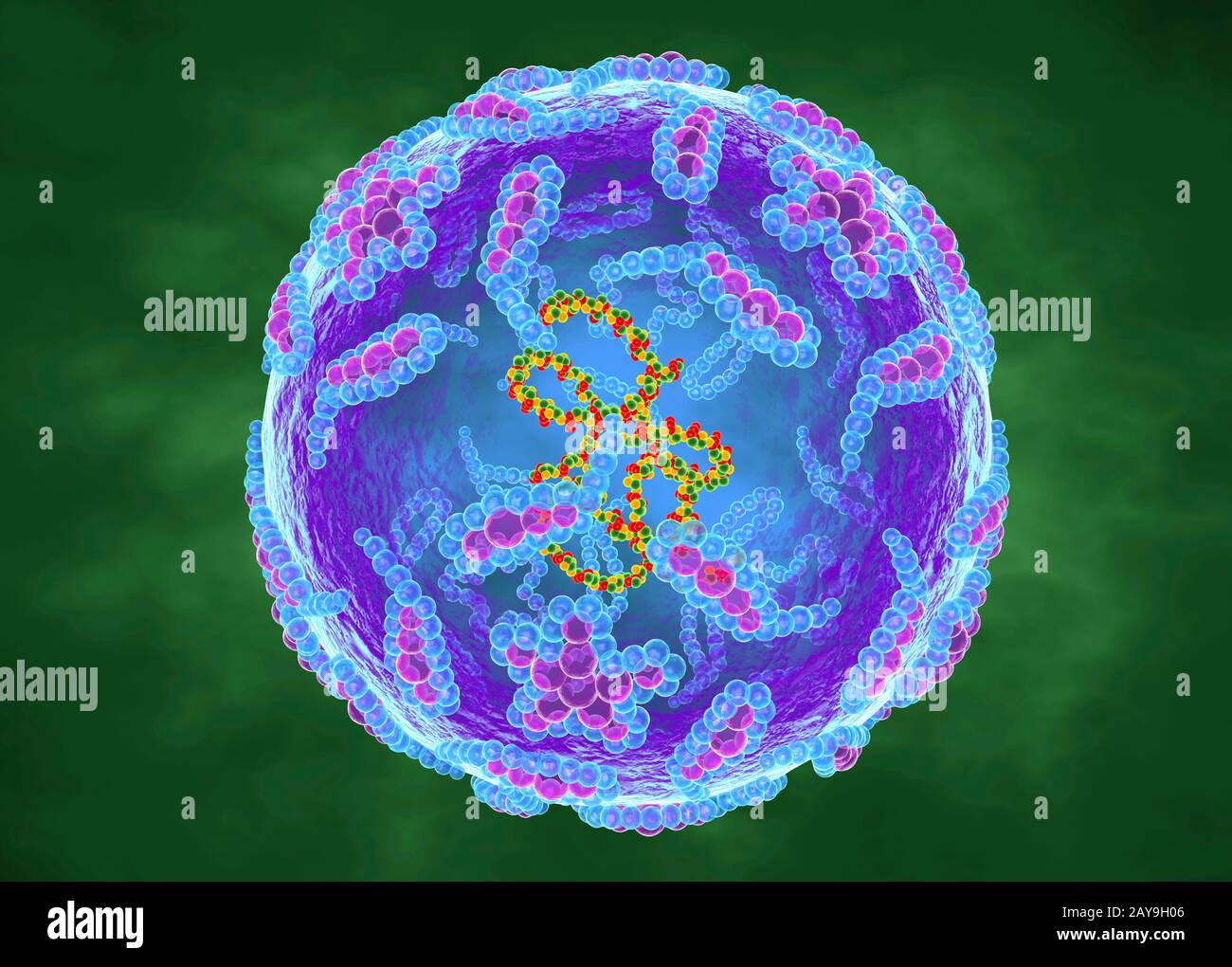 Polio-Virus, Abbildung Stockfoto