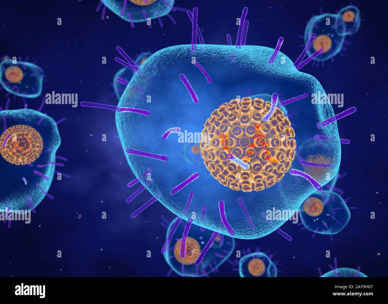 Zoster Fotos und Bildmaterial in hoher Auflösung Alamy