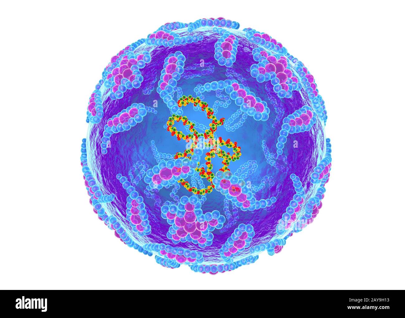 Polio-Virus, Abbildung Stockfoto