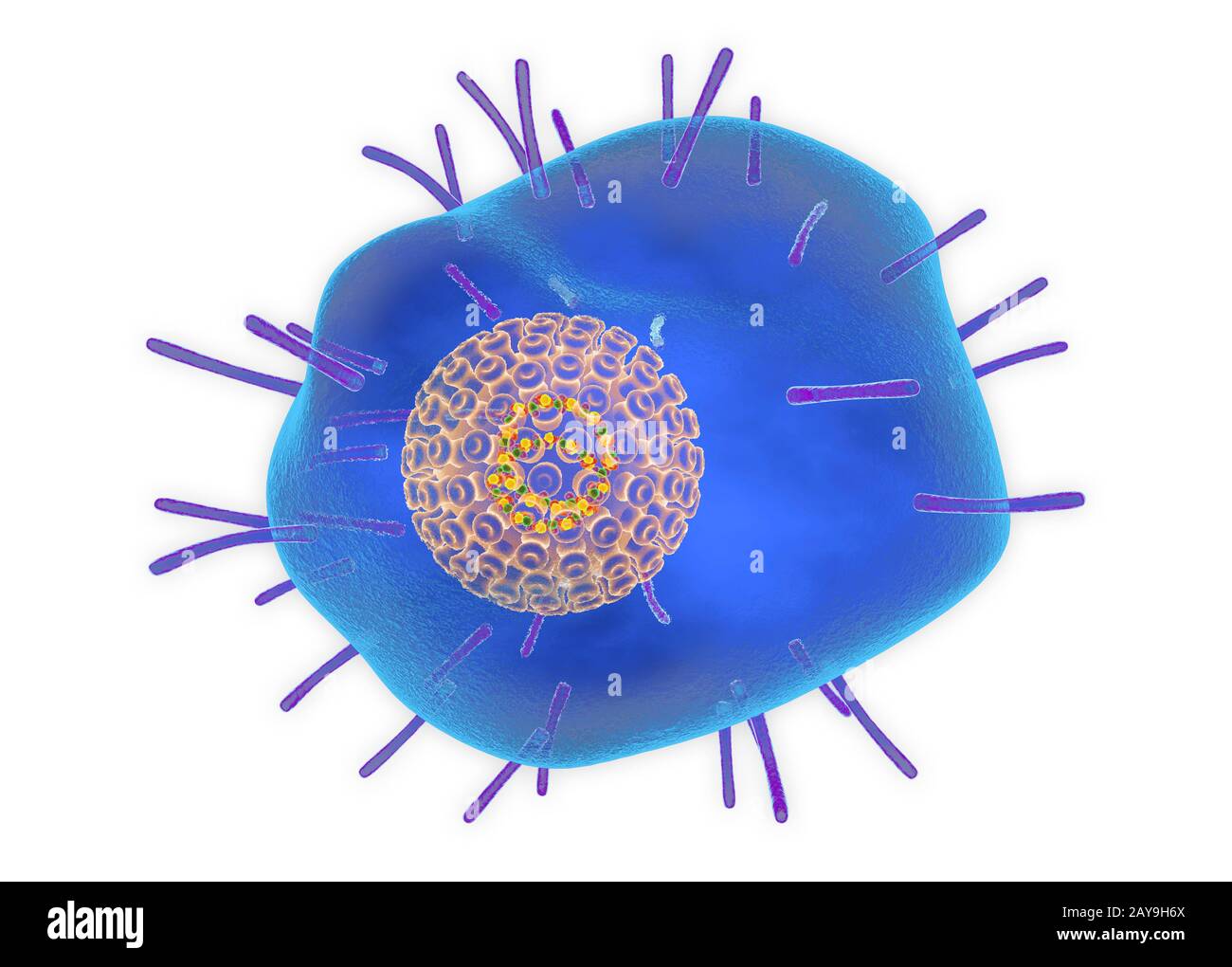 Varicella zoster Virus, Abbildung Stockfoto