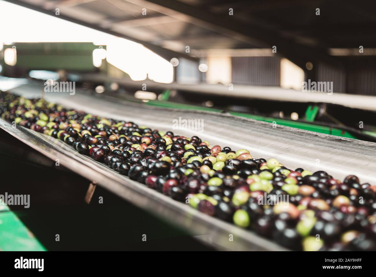 Viele Oliven in verschiedenen Farben auf einem Förderband in der Ölherstellung Stockfoto