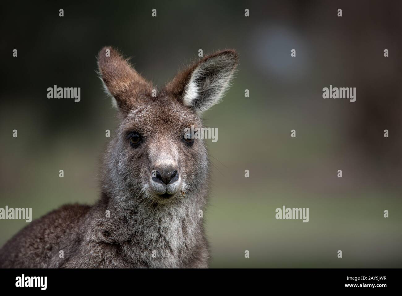 Porträt der Wallaby in Australien Stockfoto