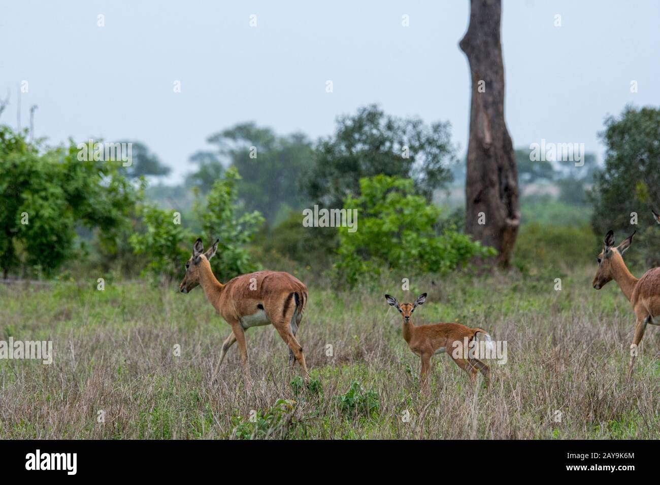 Eine Mutter und ein Baby Impala (Aepyceros Melampus) im Manyeleti Reservat im Kruger Private Reserves-Gebiet im Nordosten Südafrikas. Stockfoto