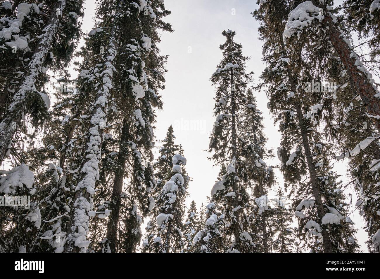 Verschneite Baumwipfel im Johnston Canyon Stockfoto