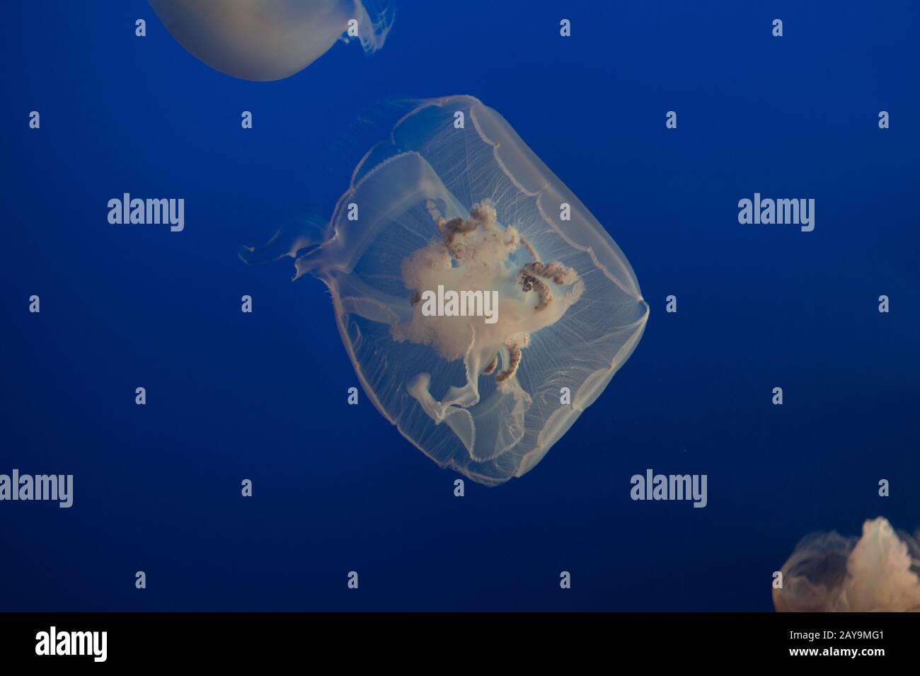 Porträt einer Mondgelee, die in einem Aquarium mit Blau schwimmt Stockfoto