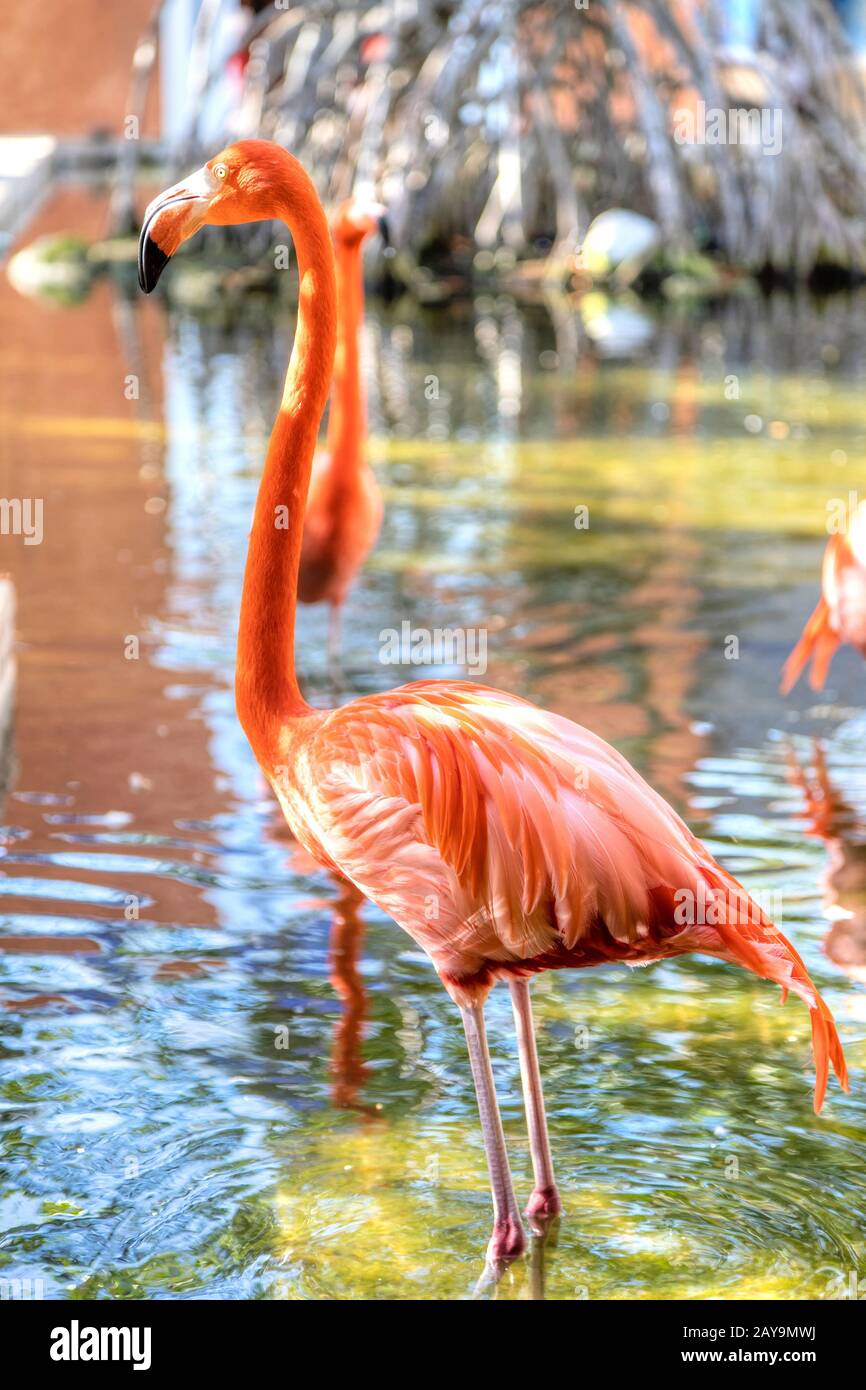 Rosa amerikanische Flamingos an einem See in der Karibik Stockfoto