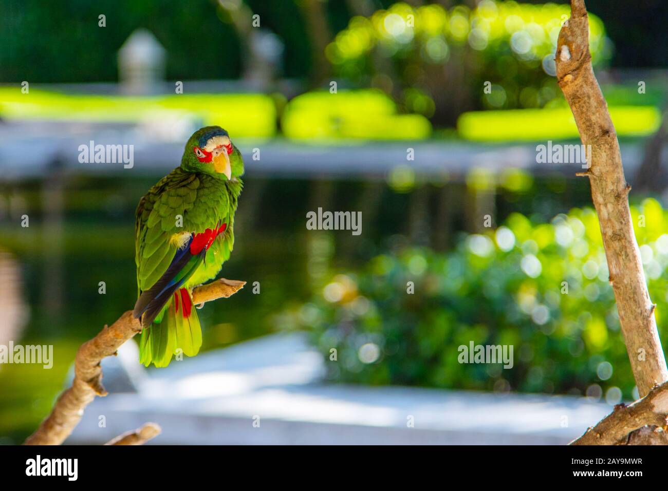 Farbenfroher, weißer Amazon Parrot auf Baumzweig mit natürlichem Bokeh-Hintergrund und Kopierraum. Stockfoto