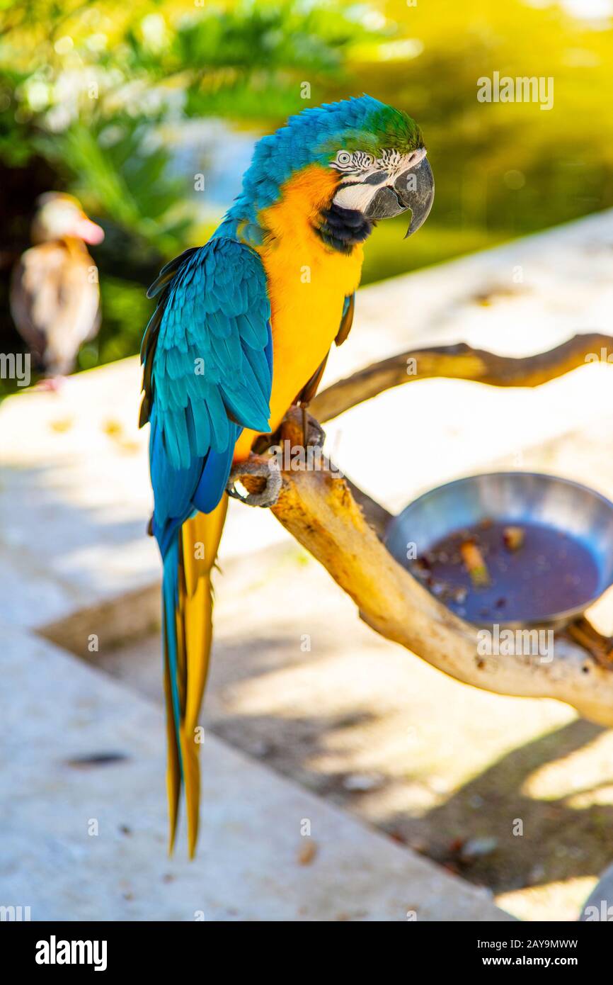 Bunter blau-gelber Makaw-Papagei auf Ast mit natürlichem Bokeh-Hintergrund. Stockfoto