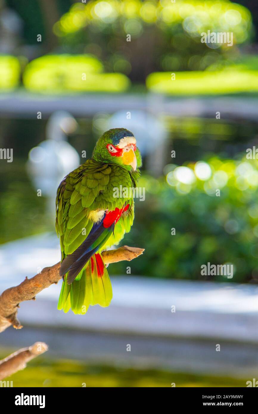 Farbenfroher, weißer Amazon Parrot auf Baumzweig mit natürlichem Bokeh-Hintergrund und Kopierraum. Stockfoto