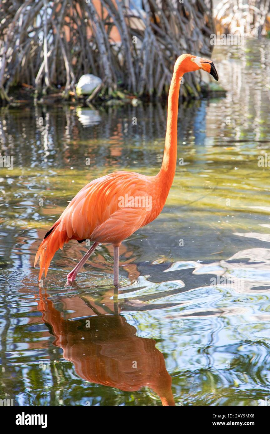 Pink American Flamingo an einem Teich in der Karibik Stockfoto
