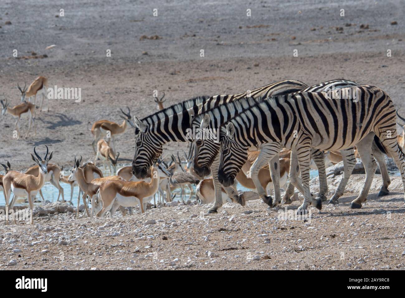 Gewöhnliche Zebras (Equus quagga, früher Equus burchellii) und Springboks (Antidorcas marsupialis) an einem Wasserloch im Etosha-Nationalpark im Nordwesten Stockfoto
