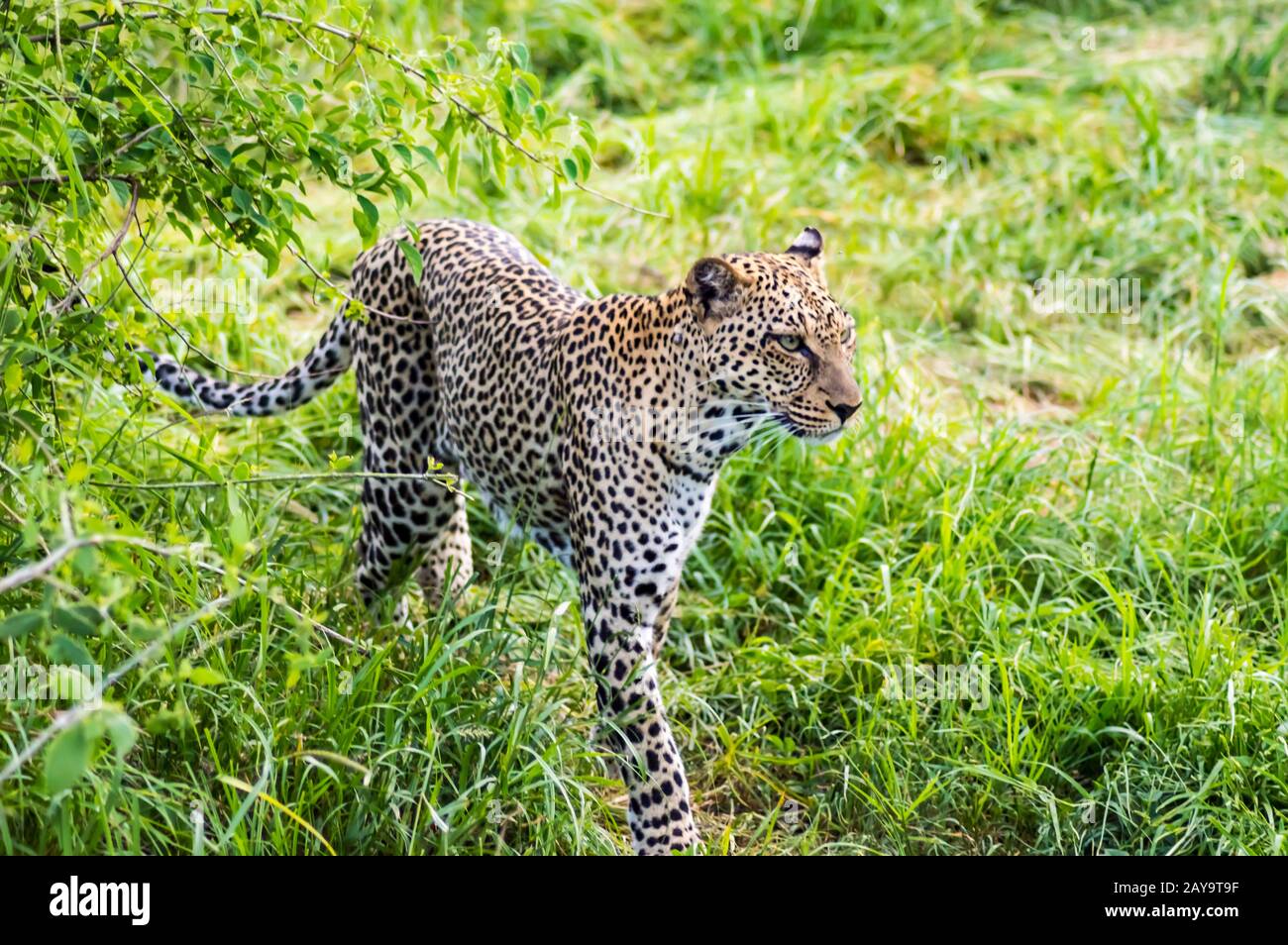 Ein Leopardenspaziergänge im Wald im Samburu Park Stockfoto
