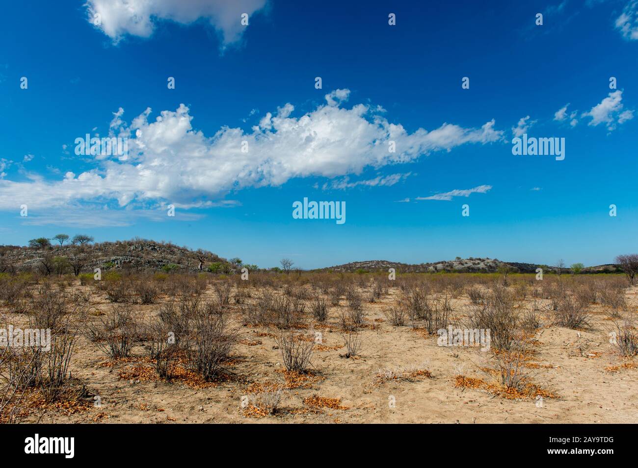 Ein Moringa-Oleifera-Baum in der Wüstenlandschaft des Ongava-Wildreservats, südlich des Etosha-Nationalparks im Nordwesten von Namibia. Stockfoto