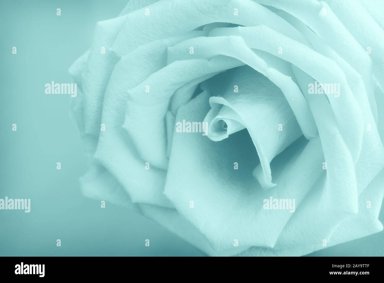 Der zentrale Teil der schönen Blume Rose. Stockfoto
