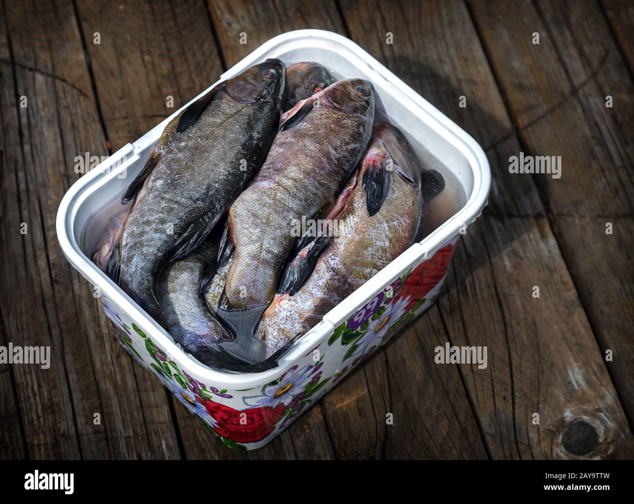 Süßwasserfische in der Behälter gereinigt. Stockfoto
