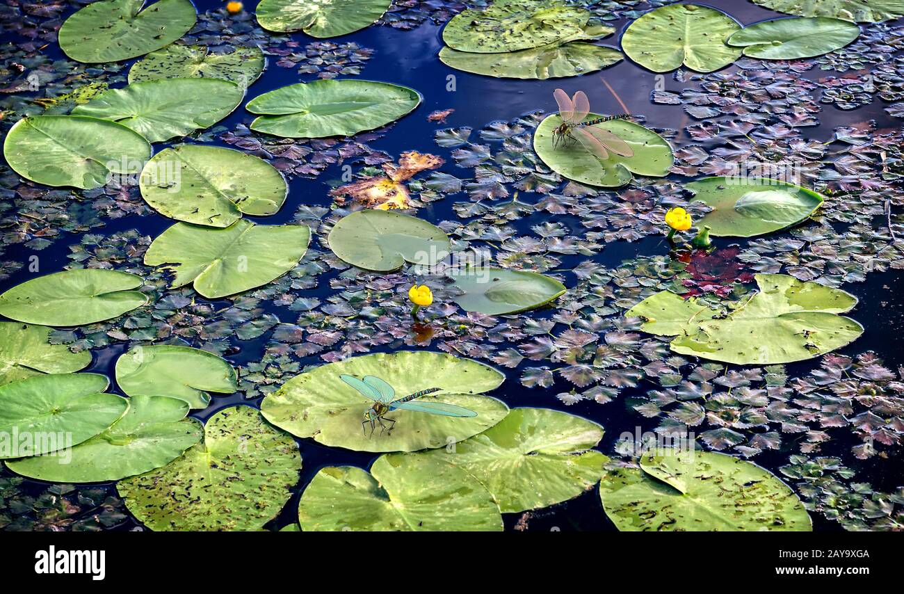 Die Oberfläche des Sees mit Seerosen. 3D-Visualisierung. Stockfoto