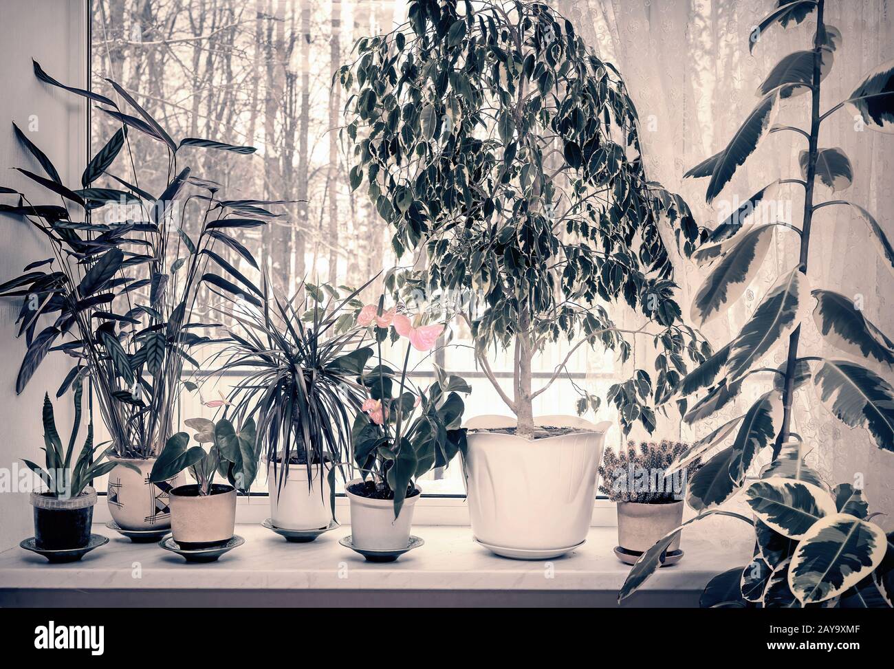 Verschiedene Zimmerpflanzen auf der Fensterbank Stockfoto