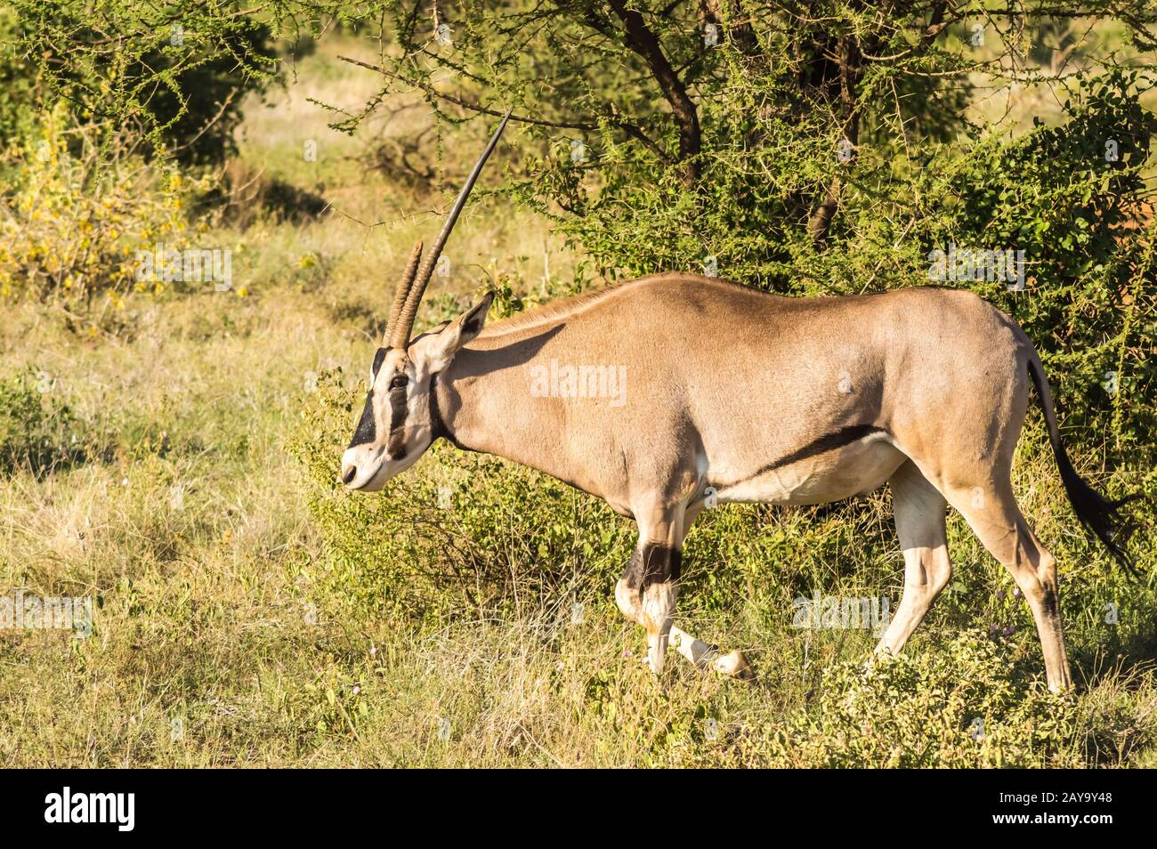 Junge weibliche Antilope in der Savanne von Samburu Stockfoto