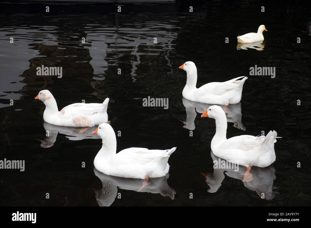 Fünf weiße Enten schwimmen in einem Fluss in ruhigem Schwarzwasser mit Reflexionen Stockfoto