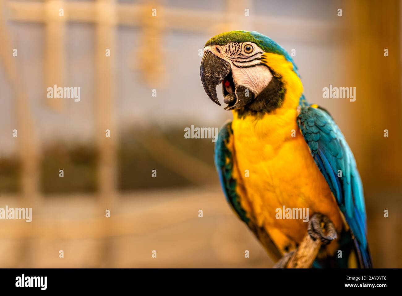 Kopfschuss von Ara Papagei auf Perch mit defokussierten Hintergrund sitzend Stockfoto