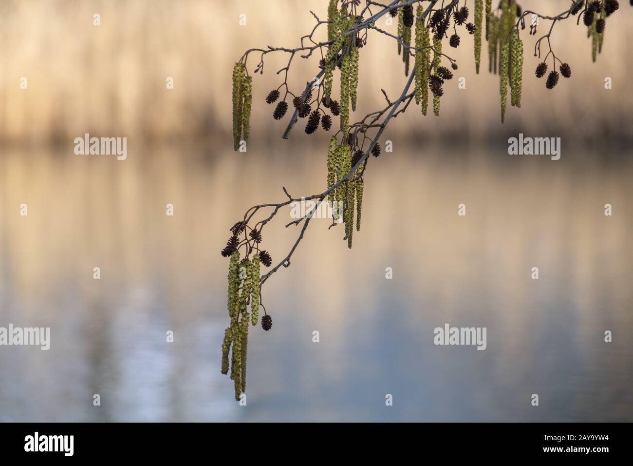 Bluetale und Erlen, schwarze Erle (Alnus glutinos) Stockfoto