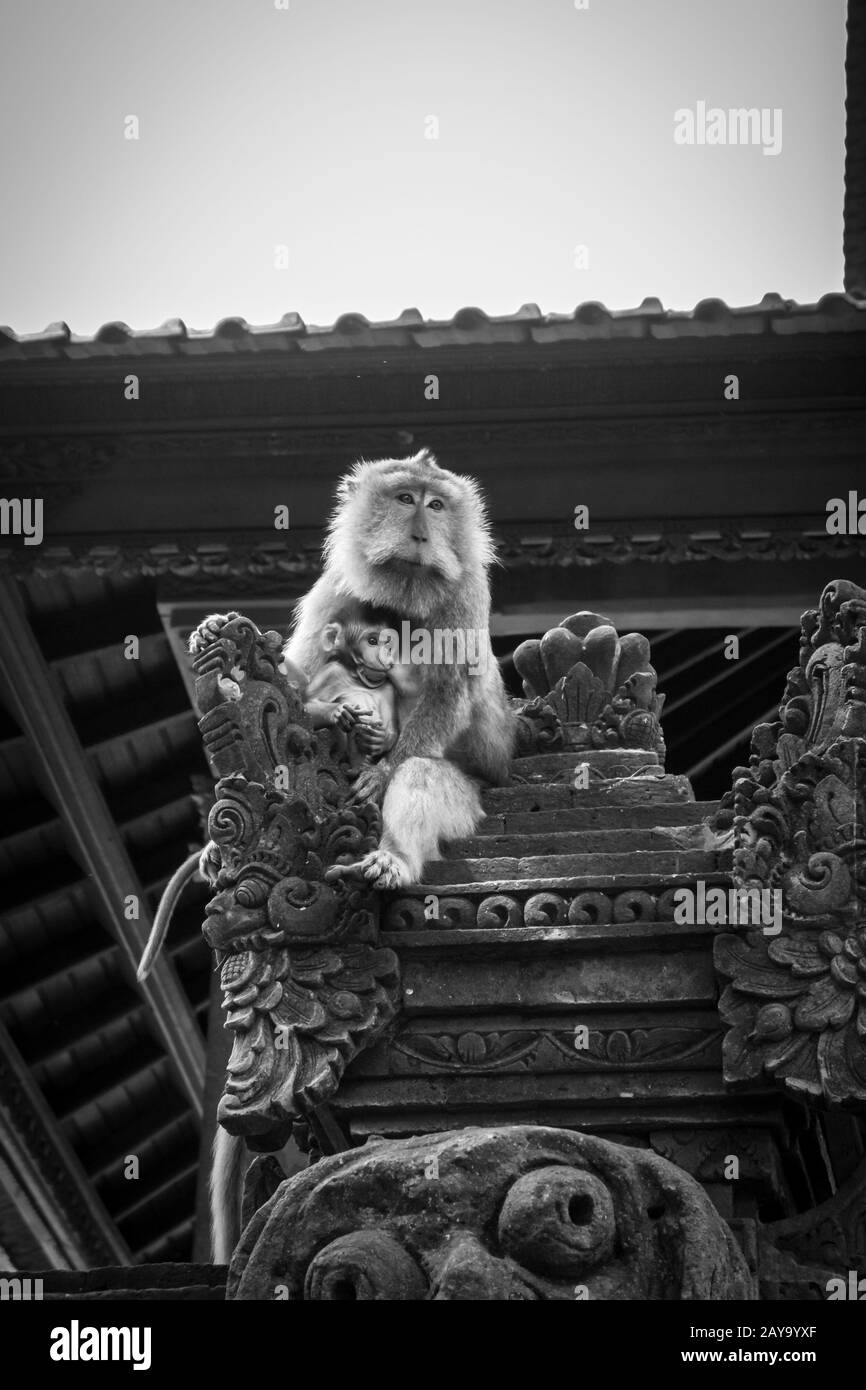 Affen auf einem Tempeldach im Monkey Forest, Ubud, Bali, Indonesien Stockfoto