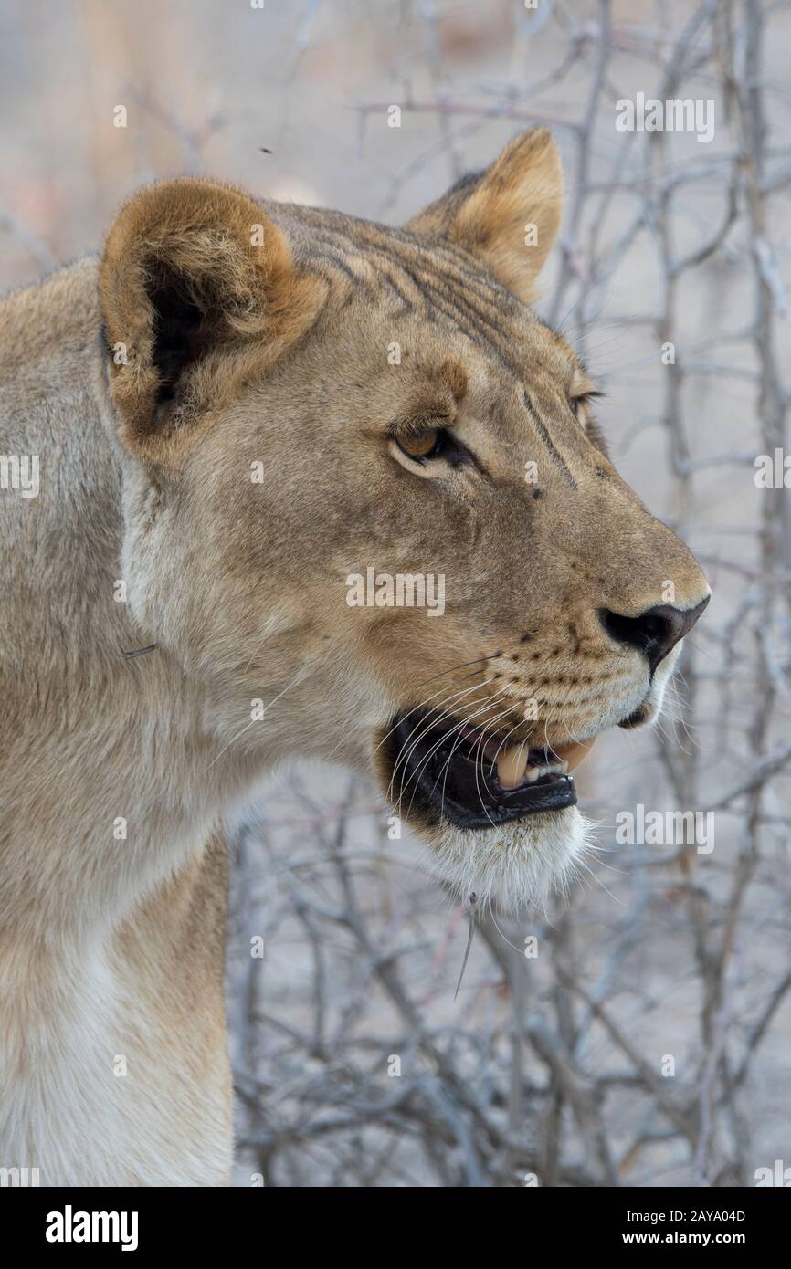 Porträt eines jungen männlichen Löwen (Panthera leo) im Ongava-Wildreservat südlich des Etosha-Nationalparks im Nordwesten von Namibia. Stockfoto