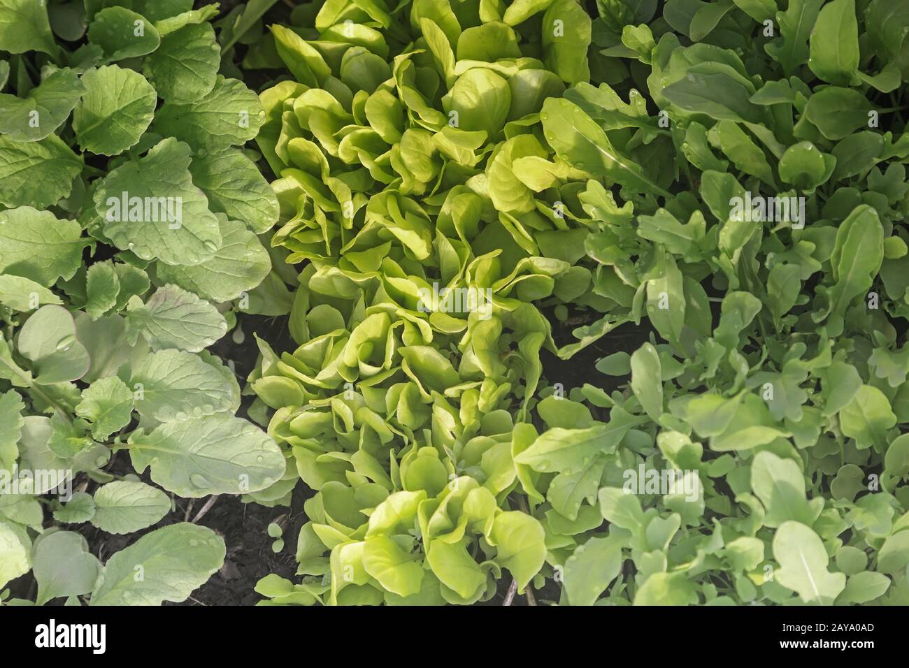 Grüne junge Salatblätter, Rettich- und Laugenblätter Stockfoto