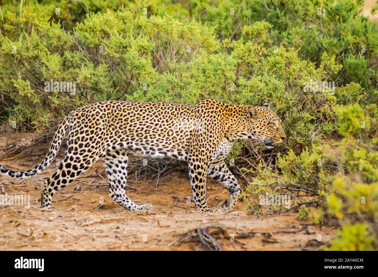 Ein Leoparden, der im Wald in Samburu spazieren geht Stockfoto