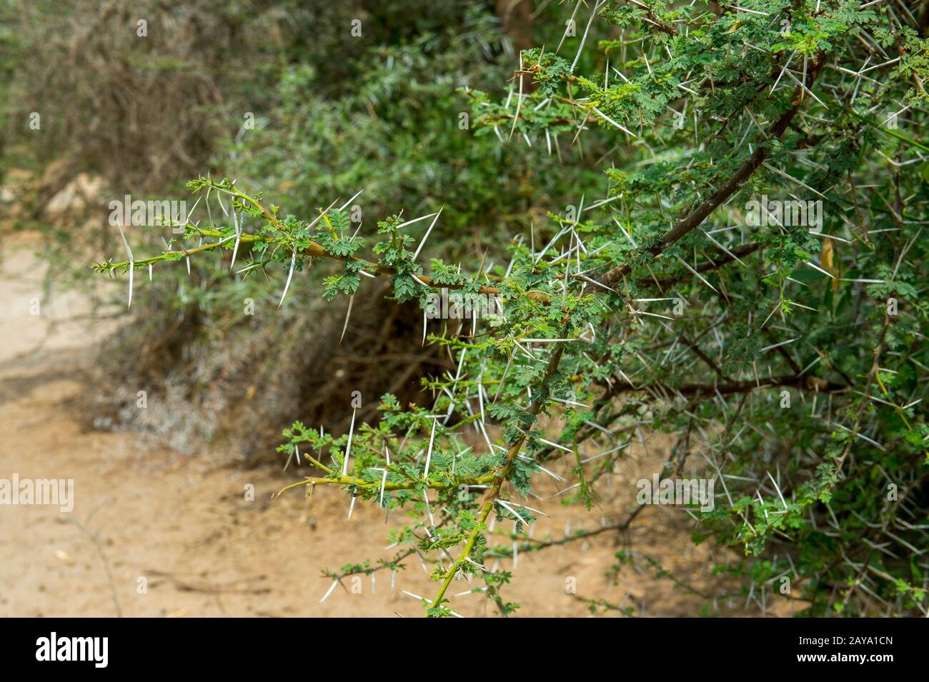Am Rande des trockenen Huanib-River-Tals im nördlichen Damaraland und Kaokoland, in Namibia, wächst ein Akazienbaum. Stockfoto