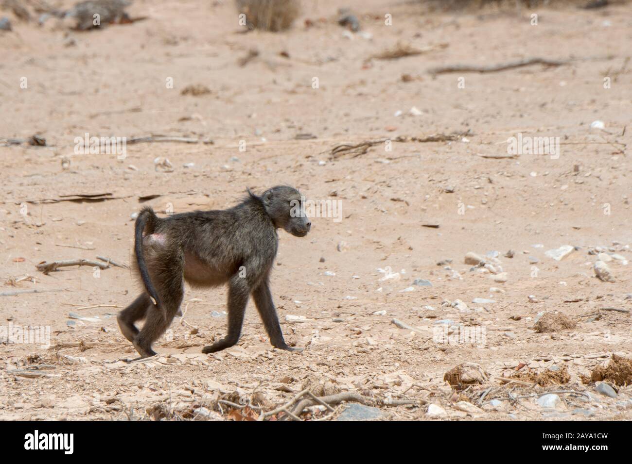 Ein Chacma Pavion (Papio ursinus) läuft durch das trockene Huanib River Valley im Norden von Damaraland und Kaokoland, in Namibia. Stockfoto