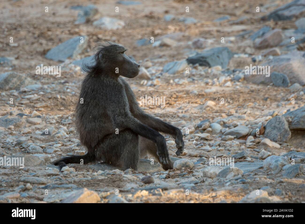 Ein Chacma Pavion (Papio ursinus) sitzt im trockenen Huanib River Valley im Norden von Damaraland und Kaokoland, Namibia. Stockfoto