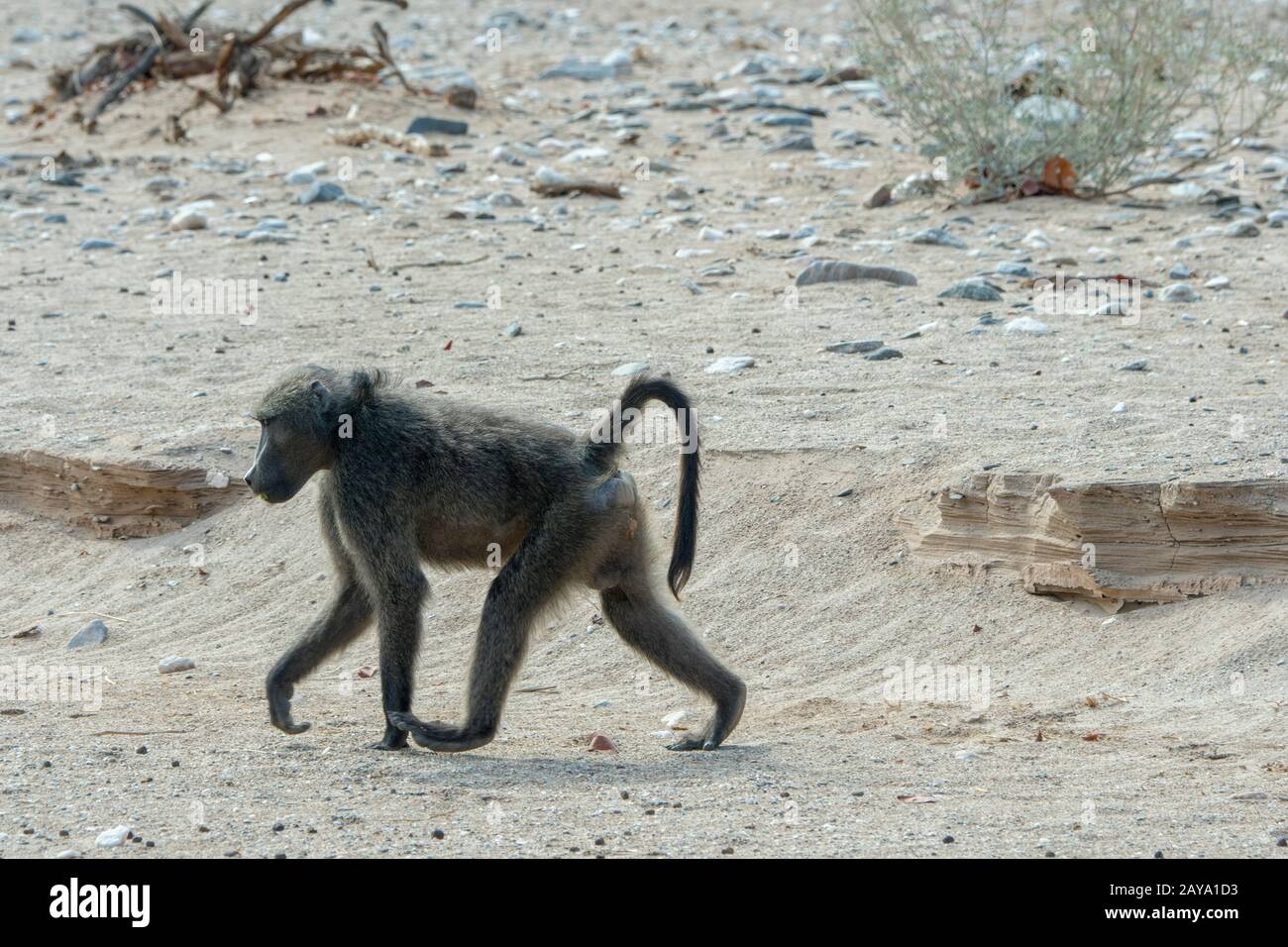 Ein Chacma Pavion (Papio ursinus) läuft durch das trockene Huanib River Valley im Norden von Damaraland und Kaokoland, in Namibia. Stockfoto