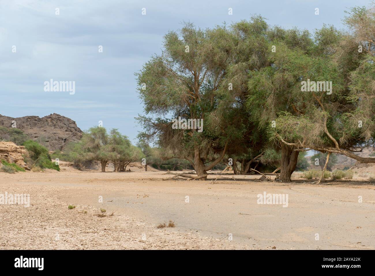 Die Wüstenlandschaft des trockenen Huanib-Flusstals im Norden von Damaraland und Kaokoland, in Namibia. Stockfoto