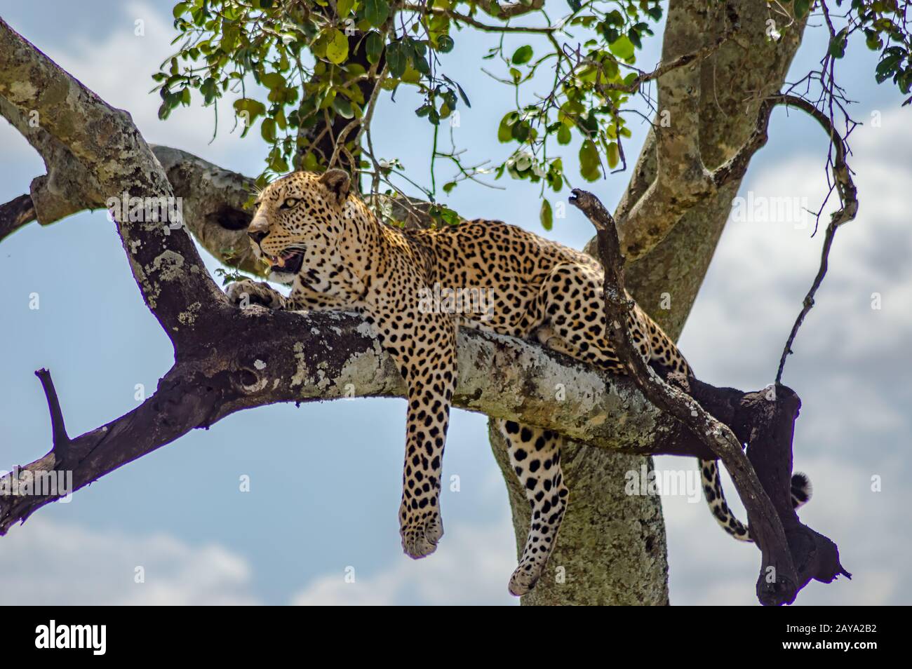 Leopard auf einem Zweig eines Baumes in der Masai Mara liegend Stockfoto