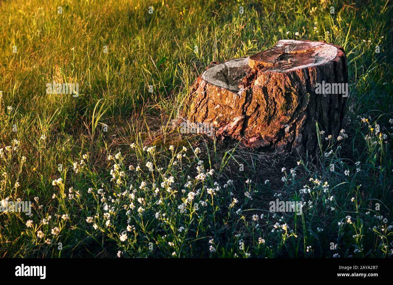 Alten Baumstumpf gesägter Baumstamm. Stockfoto