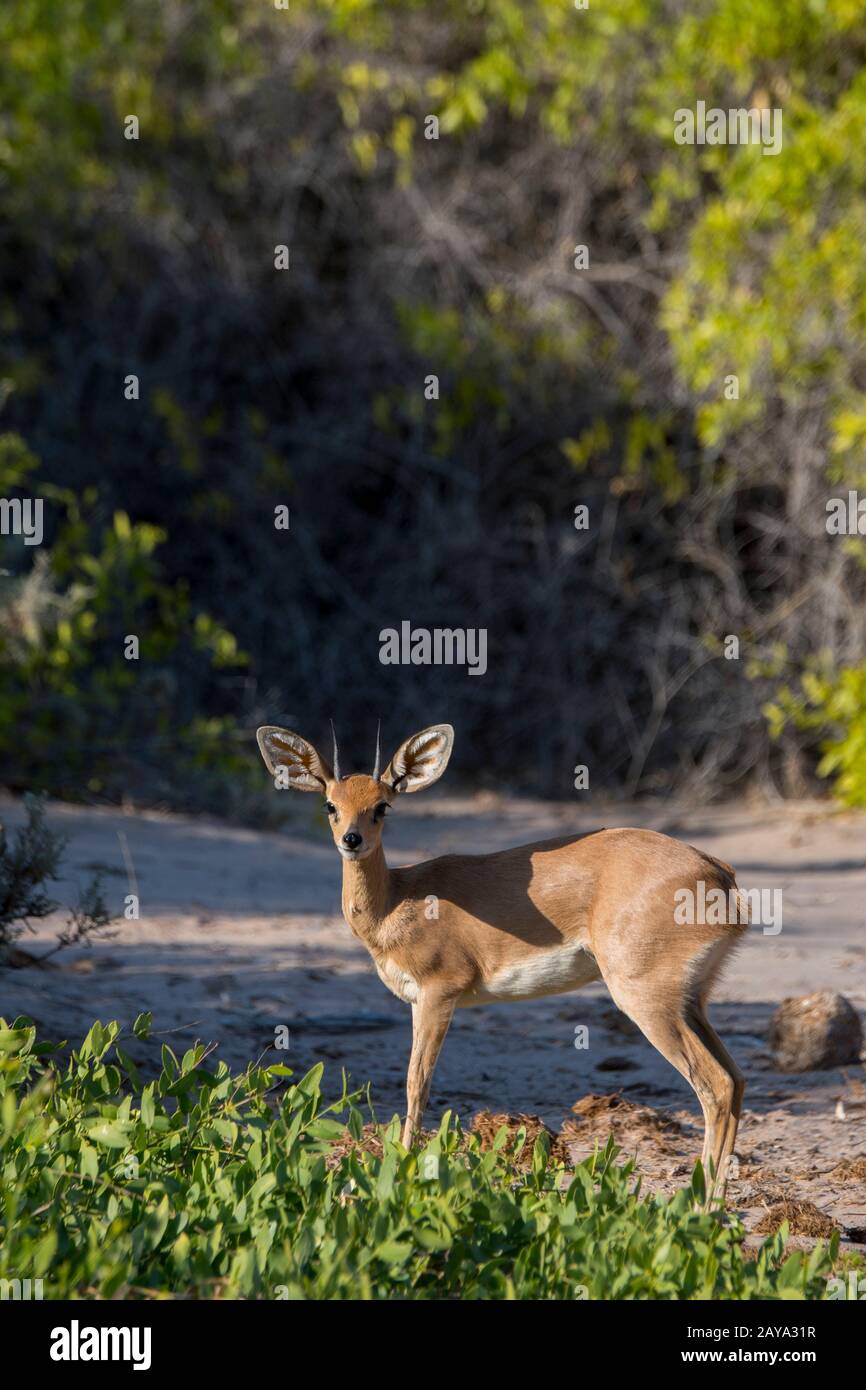 Ein männliches Steenbok (Raphicerus campestris) im Huanib River Valley im nördlichen Damaraland und Kaokoland, in Namibia. Stockfoto