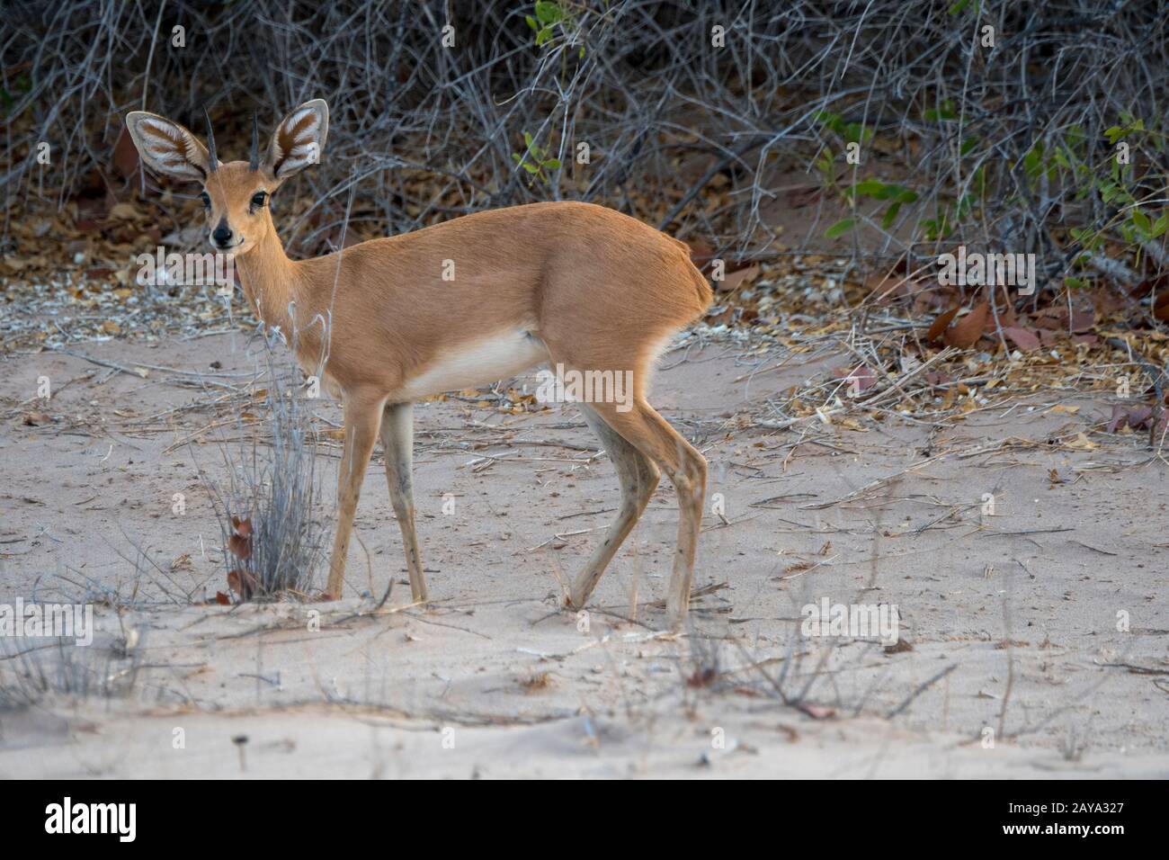 Ein männliches Steenbok (Raphicerus campestris) im Huanib River Valley im nördlichen Damaraland und Kaokoland, in Namibia. Stockfoto