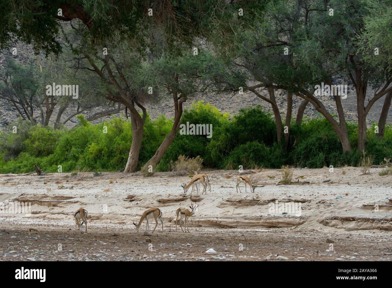 Springboks (Antidorcas marsupialis) auf der Suche nach Nahrung im Huanib River Valley im nördlichen Damaraland und Kaokoland, in Namibia. Stockfoto