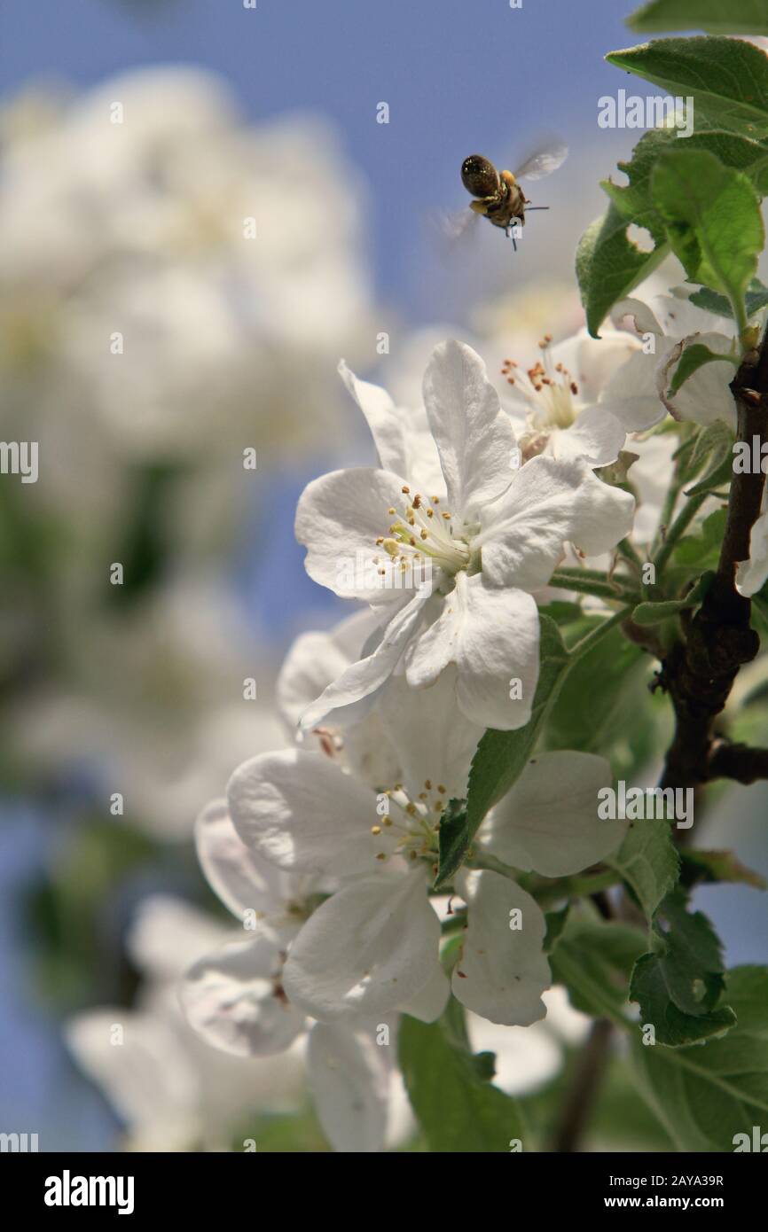 blühender Baum Apfelzweig Stockfoto