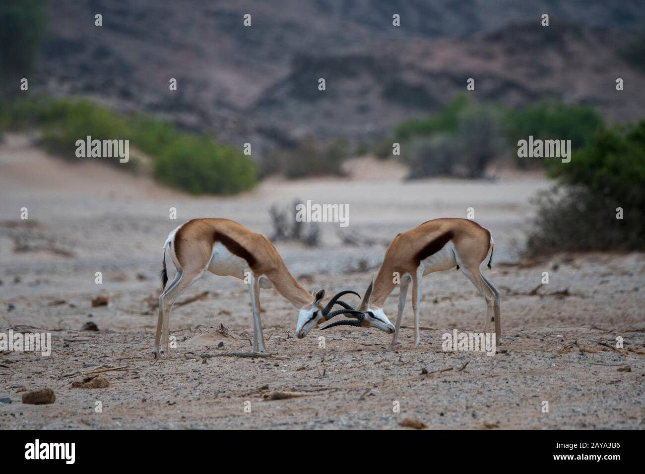 Zwei männliche Springboks (Antidorcas marsupialis), die im Huanib-River-Tal im Norden von Damaraland und Kaokoland in Namibia kämpfen. Stockfoto