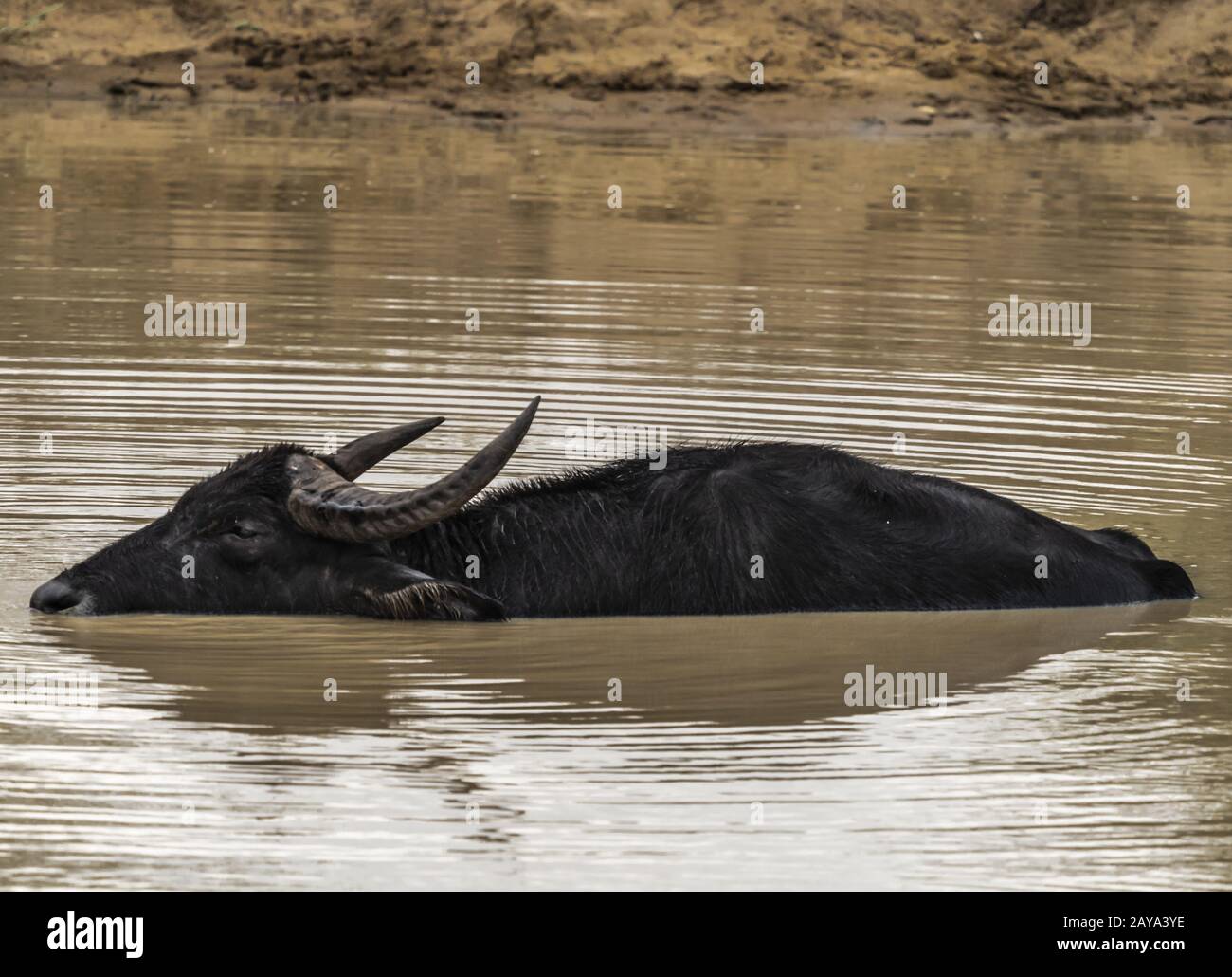 Yale NP - Wild Buffalo Stockfoto