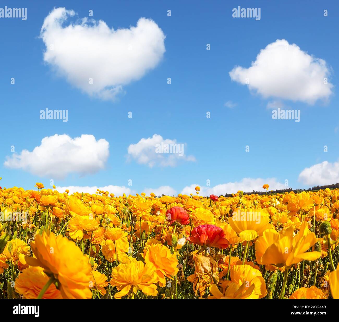 Die prächtigen blühenden Felder der Garten-Butterbecher. Flauschige Wolken über der Blumenpracht. Konzept des Agrotourismus Stockfoto
