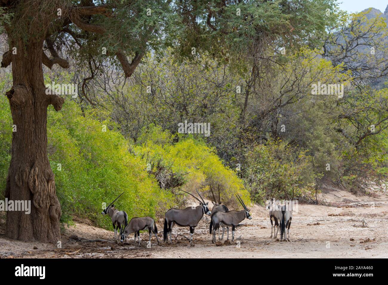 Südafrikanischer Oryx (Oryx gazellaat) oder Gemsboks im Huanib River Valley im Norden Damaralands und Kaokoland, Namibia. Stockfoto