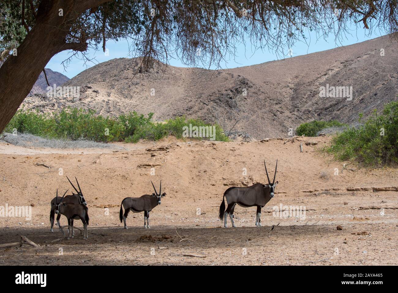 Südafrikanische Oryx (Oryx gazellaat) oder Gemsboks suchen während der Hitze des Tages im Huanib River Valley im Norden von Dama den Schatten eines Baumes Stockfoto